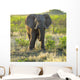 Elephant Wall Mural