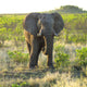 Elephant Wall Mural