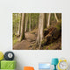 Forest Pathway, Whistler, British Columbia Wall Mural
