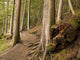 Forest Pathway, Whistler, British Columbia Wall Mural