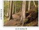 Forest Pathway, Whistler, British Columbia Wall Mural
