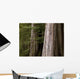 Cedar Trees, Whistler, British Columbia Wall Mural