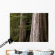 Cedar Trees, Whistler, British Columbia Wall Mural