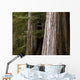 Cedar Trees, Whistler, British Columbia Wall Mural