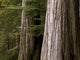 Cedar Trees, Whistler, British Columbia Wall Mural