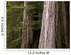 Cedar Trees, Whistler, British Columbia Wall Mural