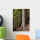 Cedar Trees, Whistler, British Columbia Wall Mural
