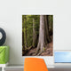 Cedar Trees, Whistler, British Columbia Wall Mural