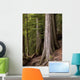 Cedar Trees, Whistler, British Columbia Wall Mural