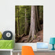 Cedar Trees, Whistler, British Columbia Wall Mural