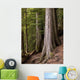 Cedar Trees, Whistler, British Columbia Wall Mural