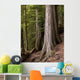 Cedar Trees, Whistler, British Columbia Wall Mural