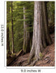 Cedar Trees, Whistler, British Columbia Wall Mural