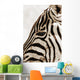 Zebra Wall Mural