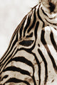 Zebra Wall Mural