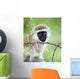 Vervet Monkey Wall Mural