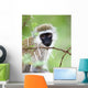 Vervet Monkey Wall Mural