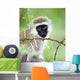 Vervet Monkey Wall Mural