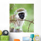 Vervet Monkey Wall Mural