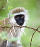 Vervet Monkey Wall Mural