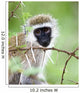 Vervet Monkey Wall Mural