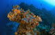 Corals And Sponges, Cozumel, Mexico Wall Mural