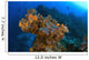 Corals And Sponges, Cozumel, Mexico Wall Mural