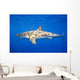 Great White Shark Wall Mural