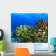 Schooling Fish On Coral Reef, Cozumel, Mexico Wall Mural