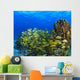 Schooling Fish On Coral Reef, Cozumel, Mexico Wall Mural