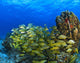 Schooling Fish On Coral Reef, Cozumel, Mexico Wall Mural