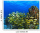 Schooling Fish On Coral Reef, Cozumel, Mexico Wall Mural