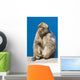 Gibraltar Barbary Macaque Wall Mural