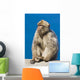 Gibraltar Barbary Macaque Wall Mural