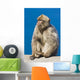 Gibraltar Barbary Macaque Wall Mural