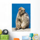 Gibraltar Barbary Macaque Wall Mural