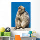 Gibraltar Barbary Macaque Wall Mural