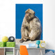 Gibraltar Barbary Macaque Wall Mural