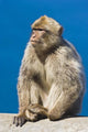 Gibraltar Barbary Macaque Wall Mural