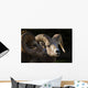 Bighorn Sheep, Waterton National Park, Alberta, Canada Wall Mural