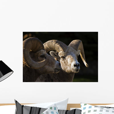 Bighorn Sheep Waterton National Wall Mural shown on a wall
