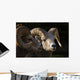 Bighorn Sheep, Waterton National Park, Alberta, Canada Wall Mural