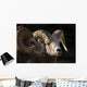 Bighorn Sheep, Waterton National Park, Alberta, Canada Wall Mural