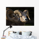 Bighorn Sheep, Waterton National Park, Alberta, Canada Wall Mural