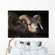 Bighorn Sheep, Waterton National Park, Alberta, Canada Wall Mural