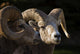 Bighorn Sheep, Waterton National Park, Alberta, Canada Wall Mural