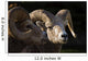 Bighorn Sheep, Waterton National Park, Alberta, Canada Wall Mural