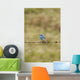 Mountain Bluebird On A Fence Wire Wall Mural