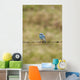 Mountain Bluebird On A Fence Wire Wall Mural