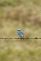 Mountain Bluebird On A Fence Wire Wall Mural